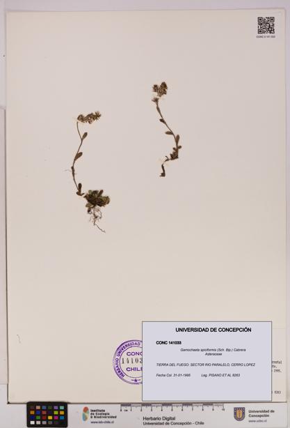 Gamochaeta spiciformis [Espécimen: UDEC:CONC:0141033]