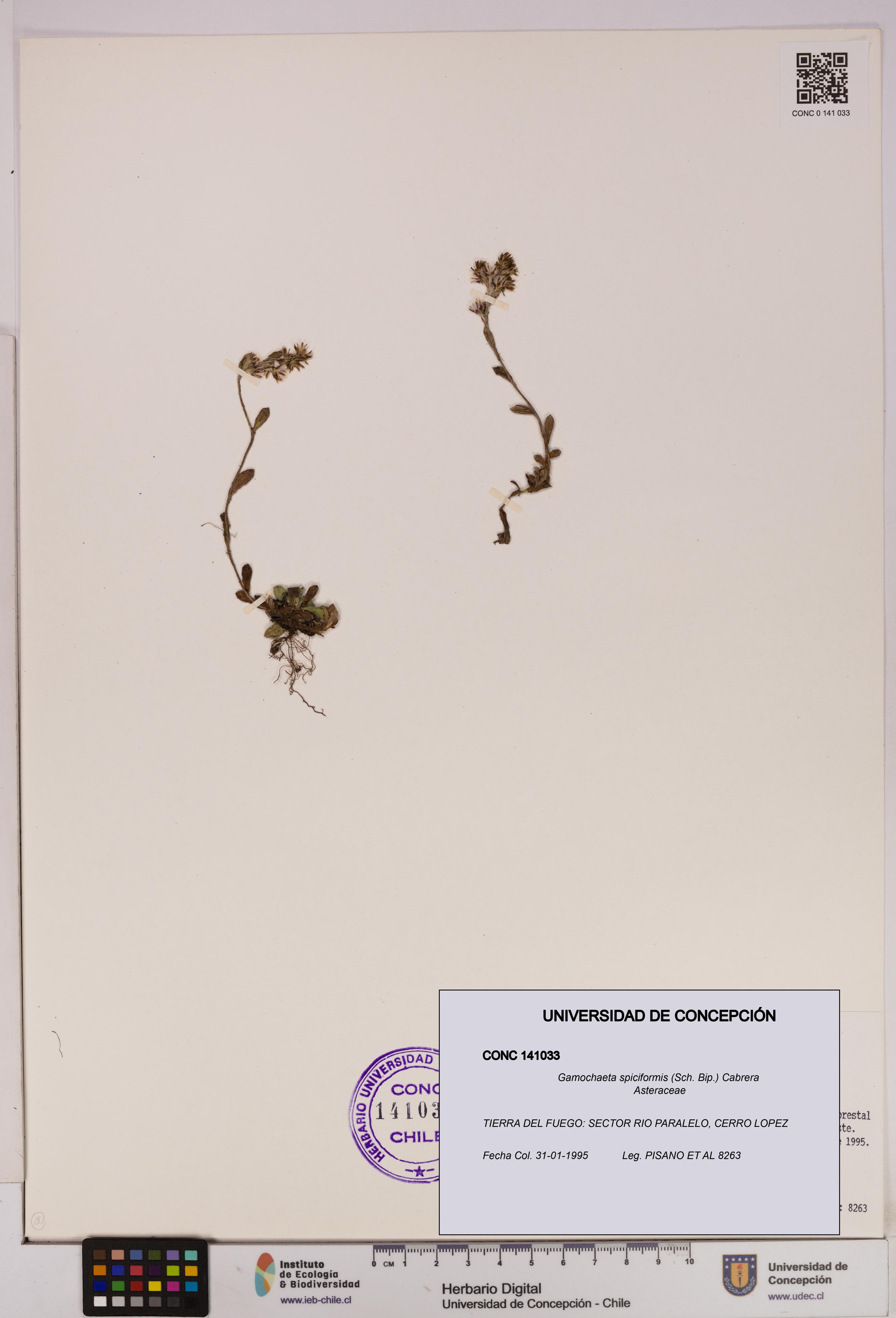 Gamochaeta spiciformis [Espécimen: UDEC:CONC:0141033]
