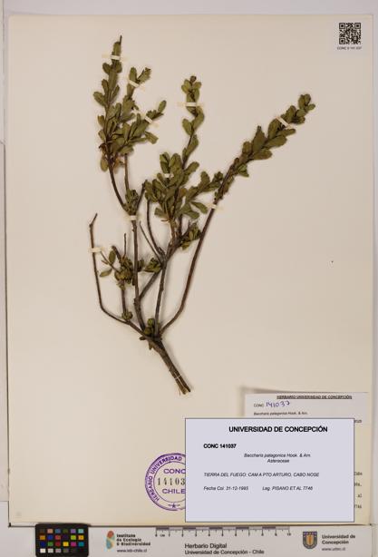Baccharis patagonica [Espécimen: UDEC:CONC:0141037]