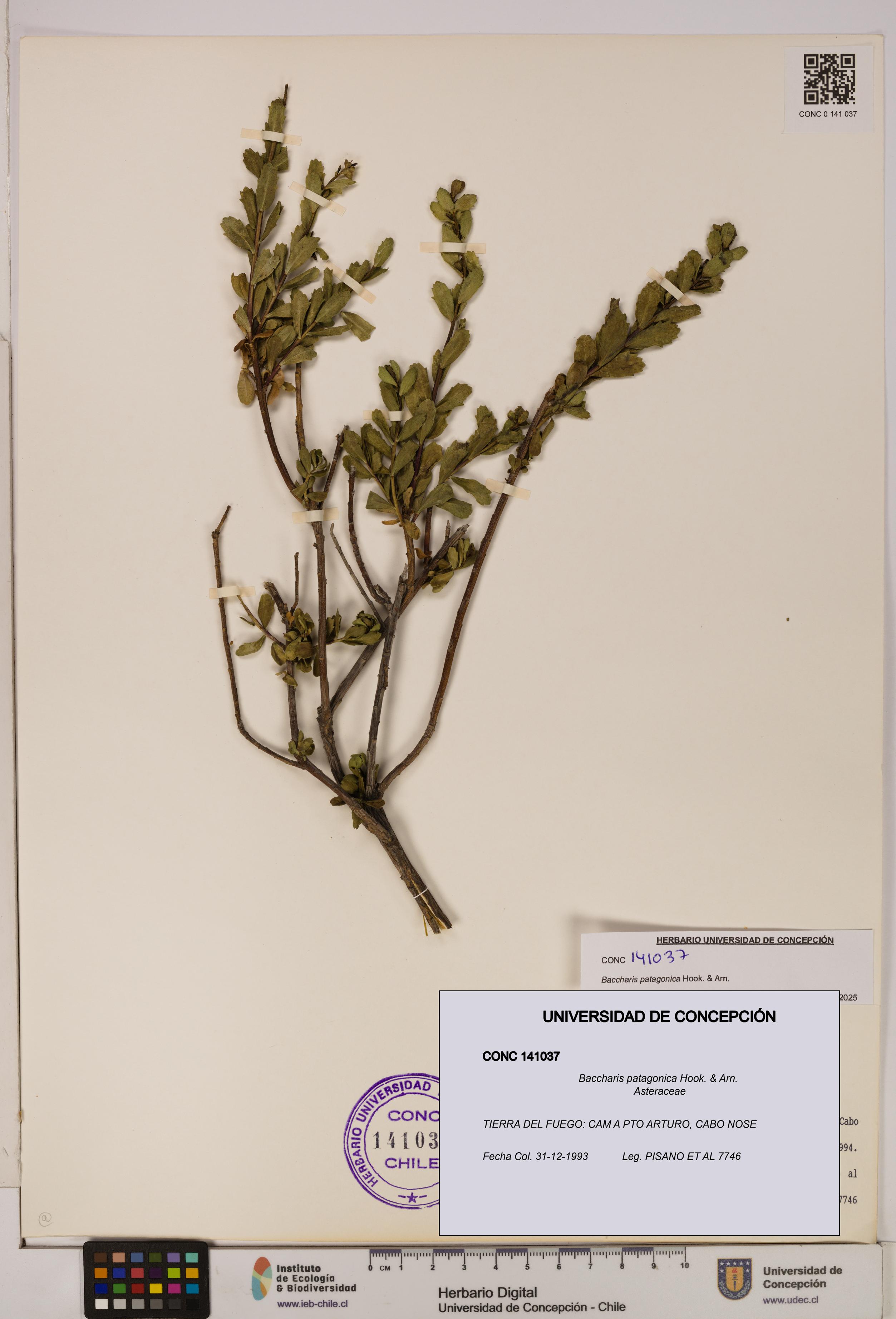 Baccharis patagonica [Espécimen: UDEC:CONC:0141037]