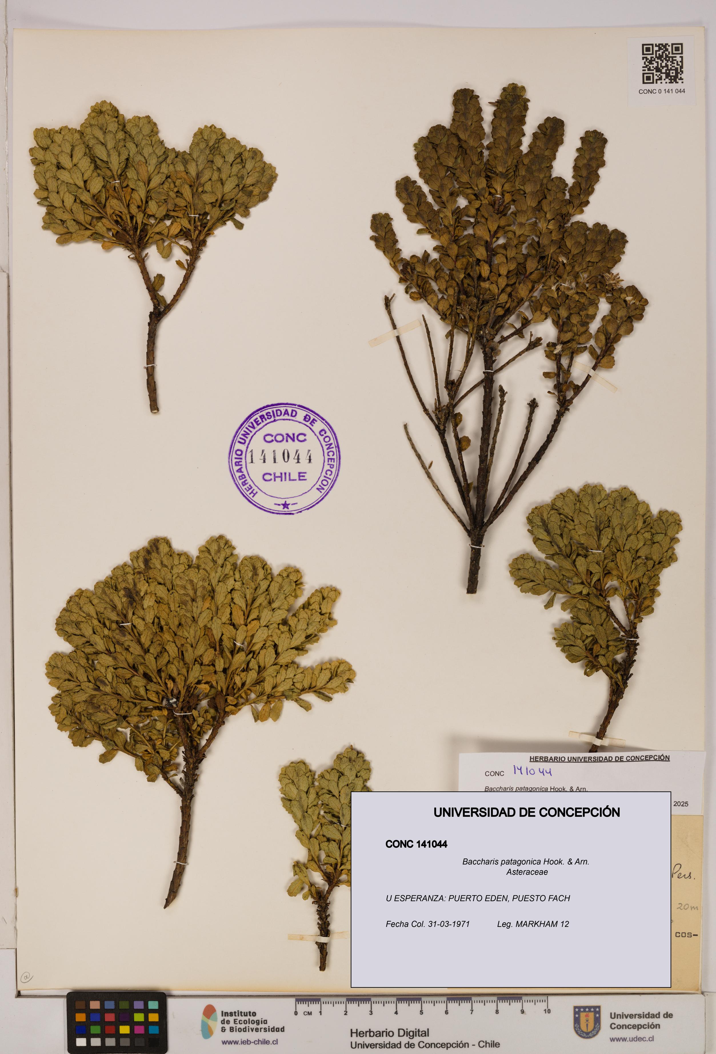 Baccharis patagonica [Espécimen: UDEC:CONC:0141044]