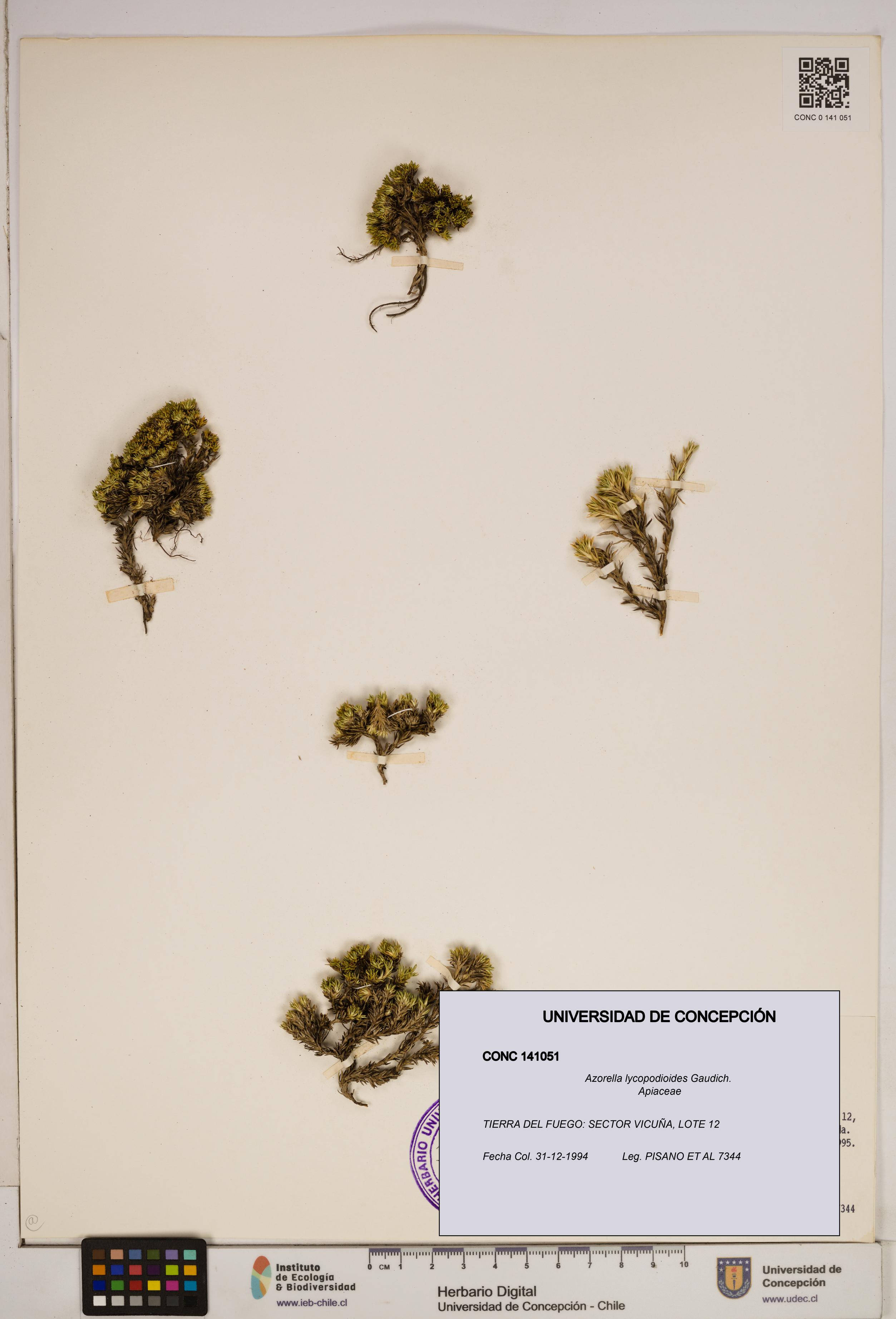 Azorella lycopodioides [Espécimen: ]