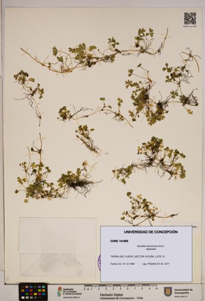 Azorella ranunculus [Espécimen: ]