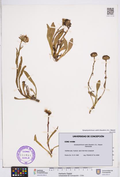 Symphyotrichum vahlii [Espécimen: ]