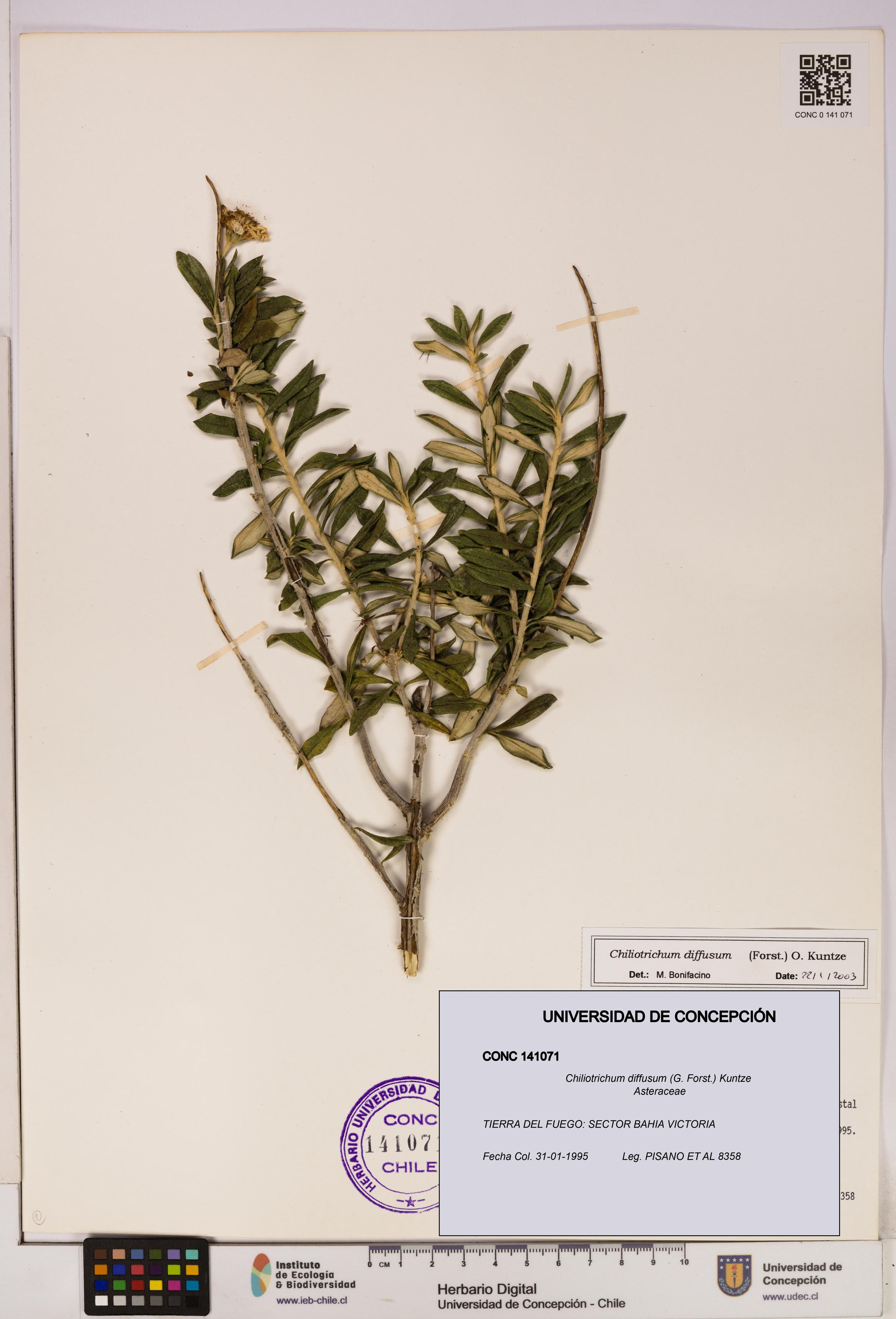 Chiliotrichum diffusum [Espécimen: UDEC:CONC:0141071]