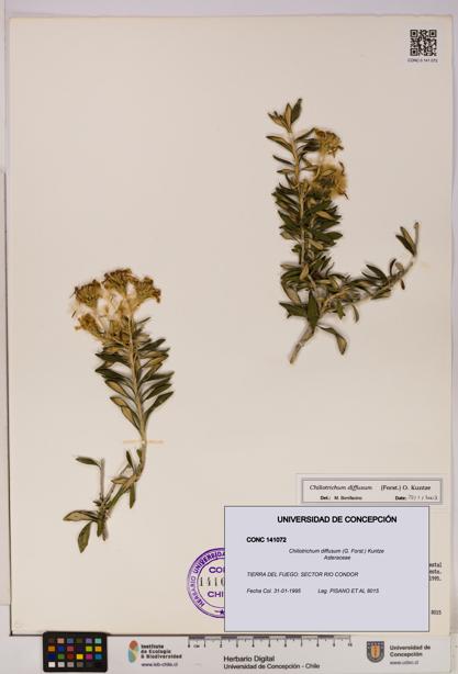 Chiliotrichum diffusum [Espécimen: UDEC:CONC:0141072]