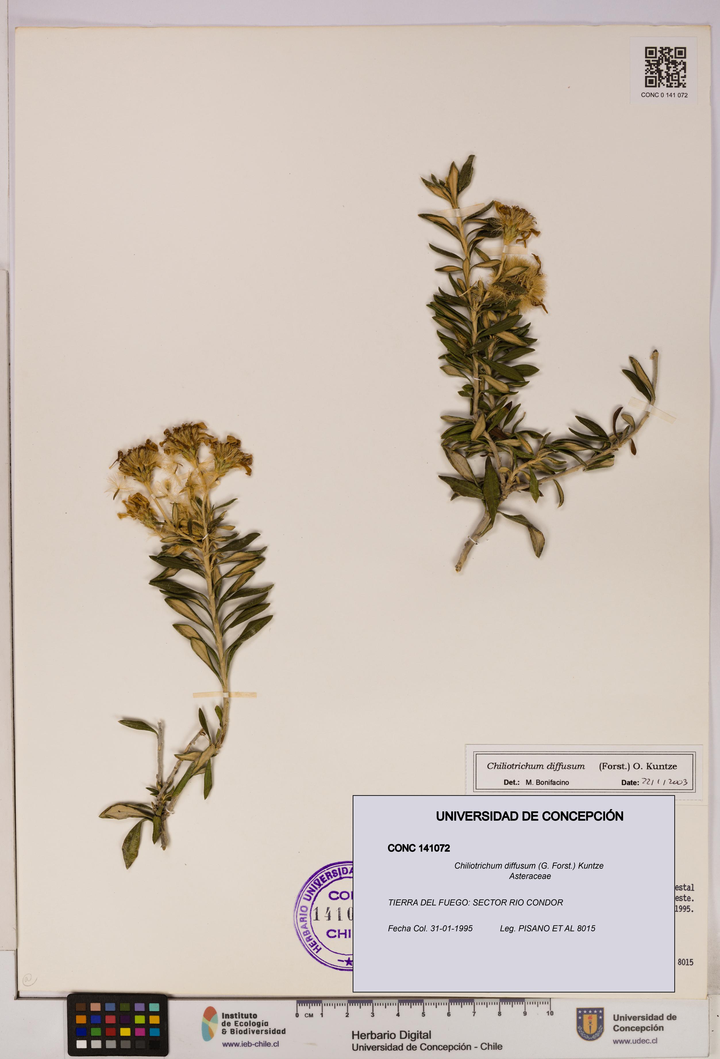 Chiliotrichum diffusum [Espécimen: UDEC:CONC:0141072]