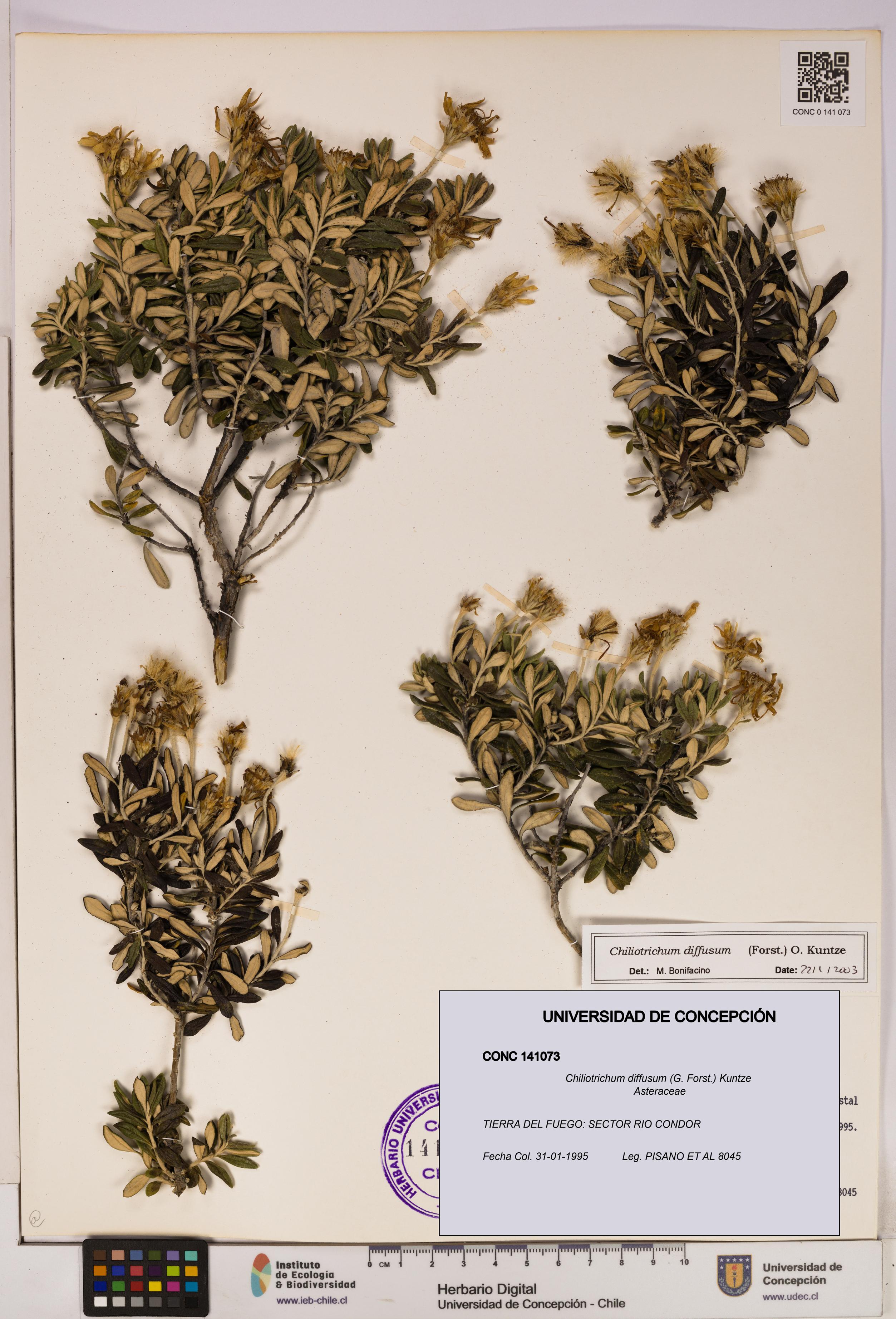 Chiliotrichum diffusum [Espécimen: UDEC:CONC:0141073]