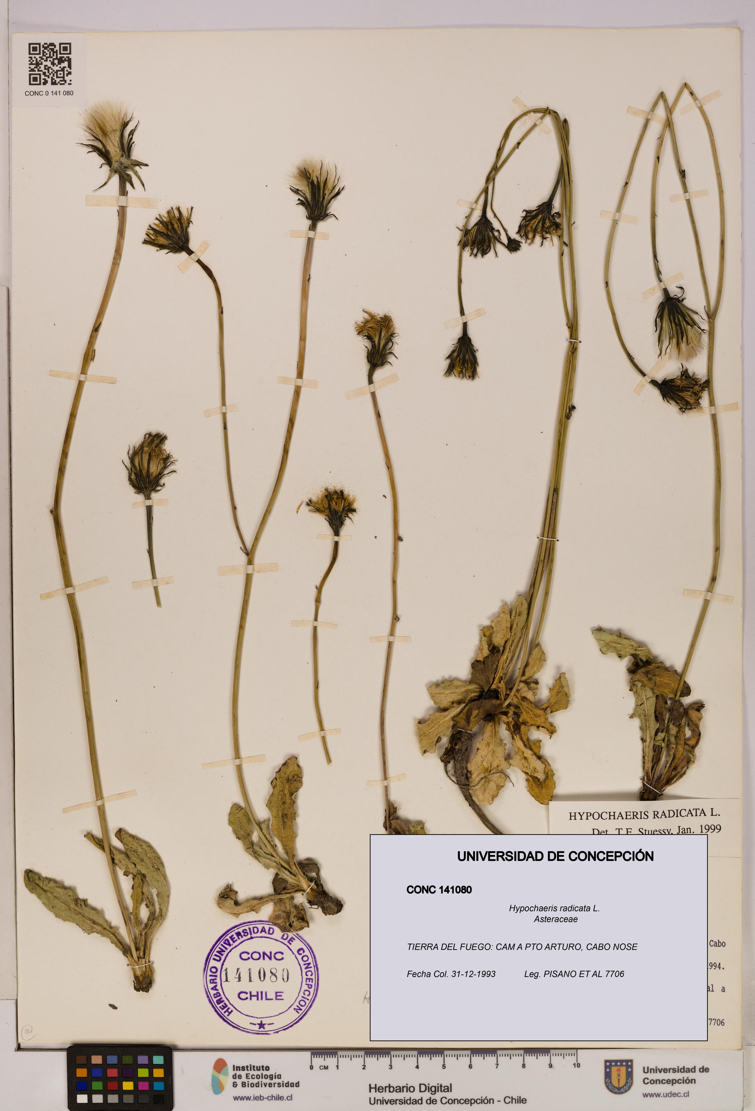 Hypochaeris radicata [Espécimen: UDEC:CONC:0141080]