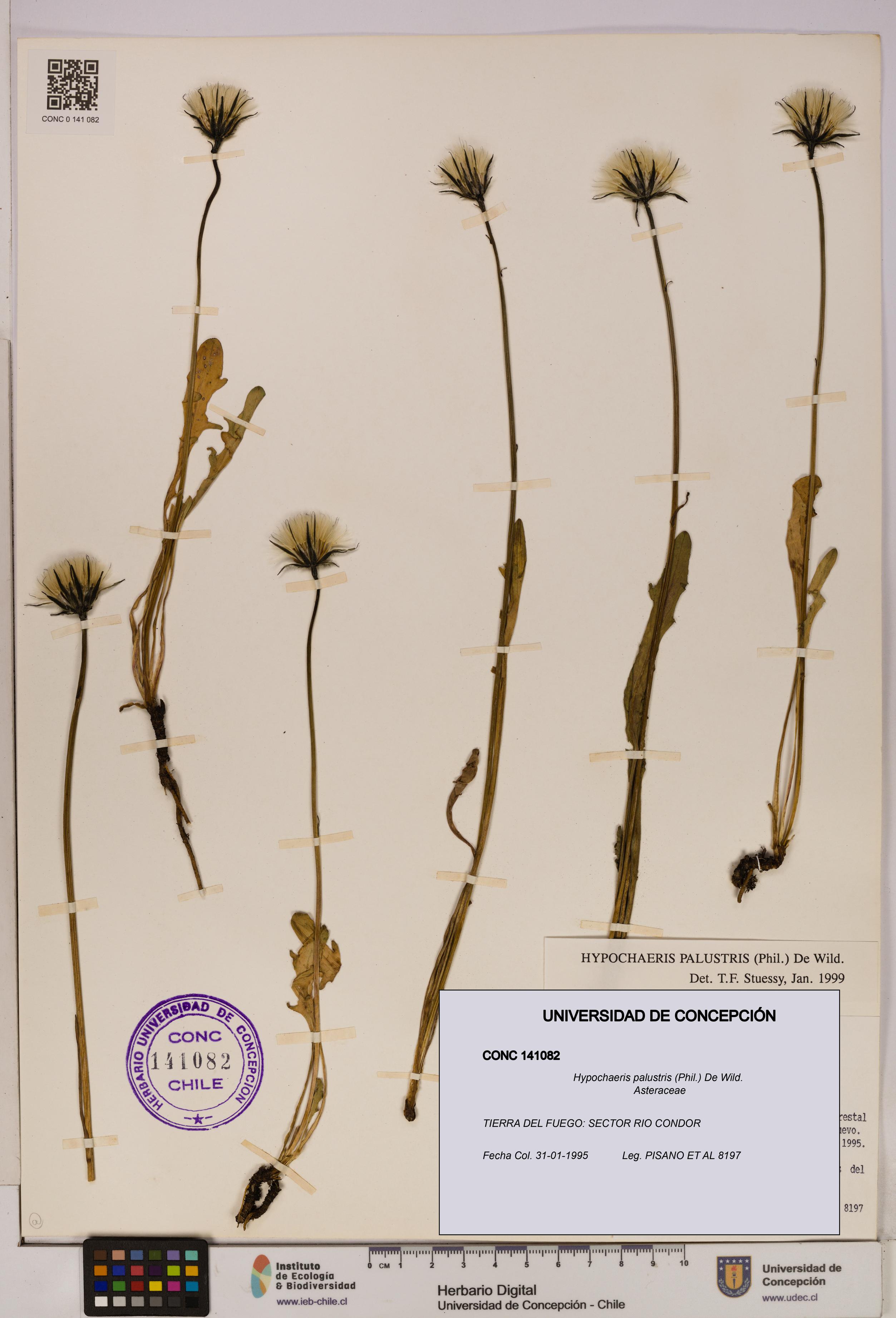 Hypochaeris palustris [Espécimen: UDEC:CONC:0141082]