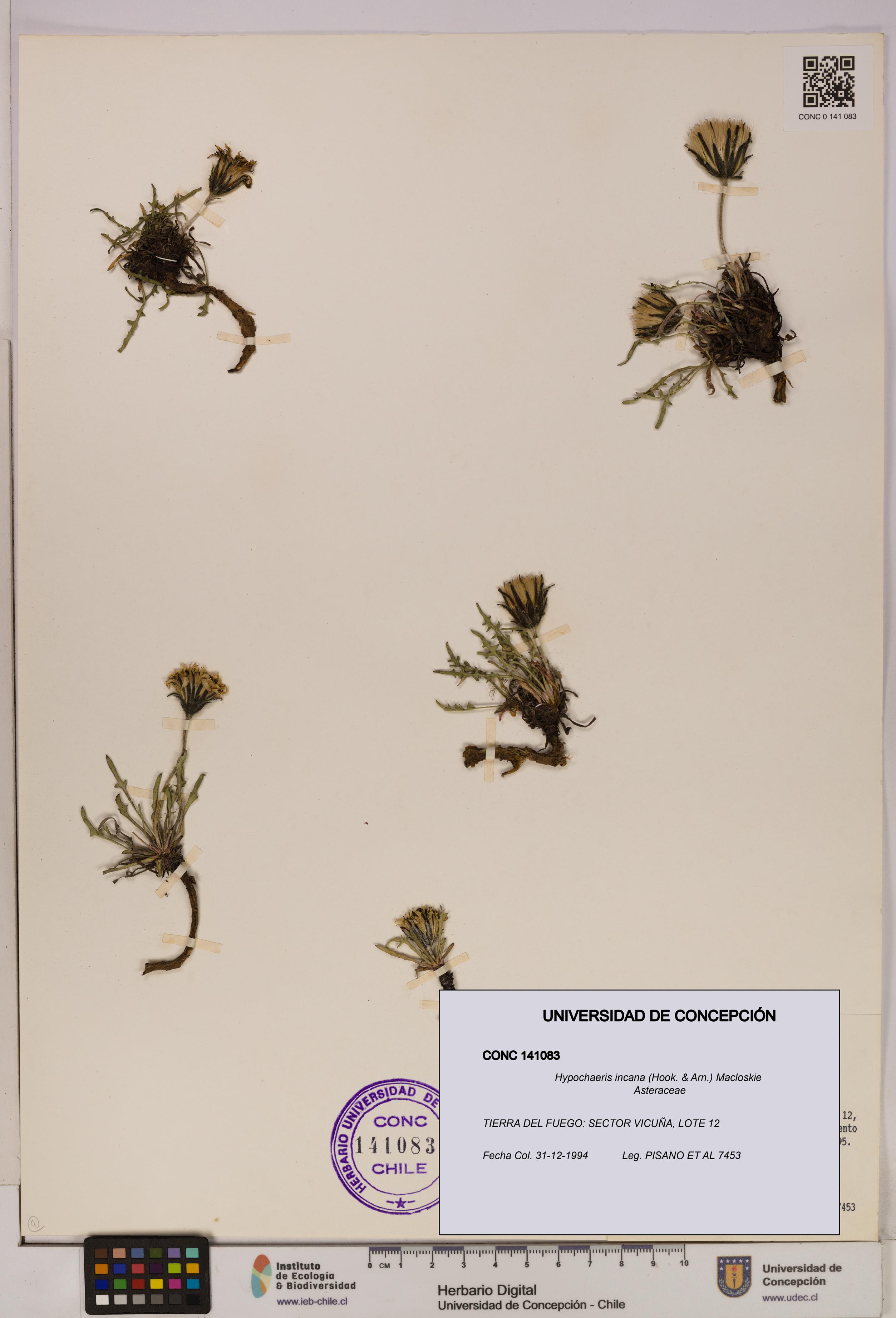 Hypochaeris incana [Espécimen: UDEC:CONC:0141083]