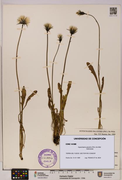 Hypochaeris palustris [Espécimen: UDEC:CONC:0141085]