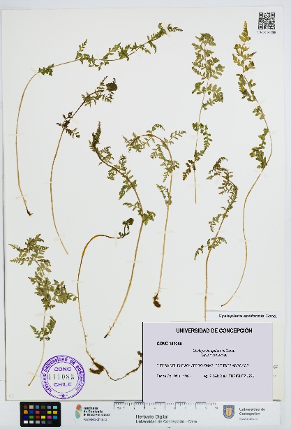 Cystopteris apiiformis [Espécimen: UDEC:CONC:0141086]