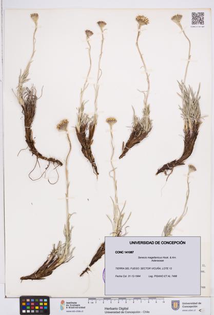 Senecio magellanicus [Espécimen: ]