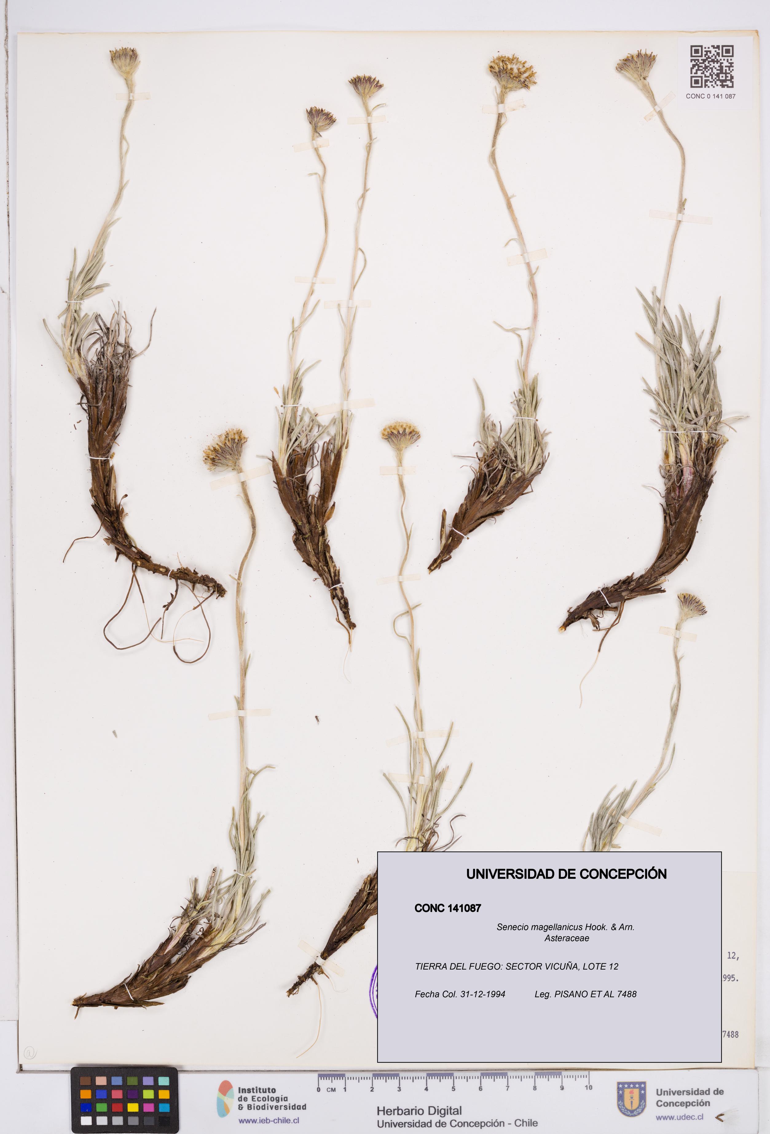 Senecio magellanicus [Espécimen: ]