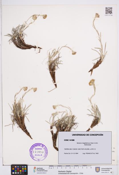 Senecio magellanicus [Espécimen: ]