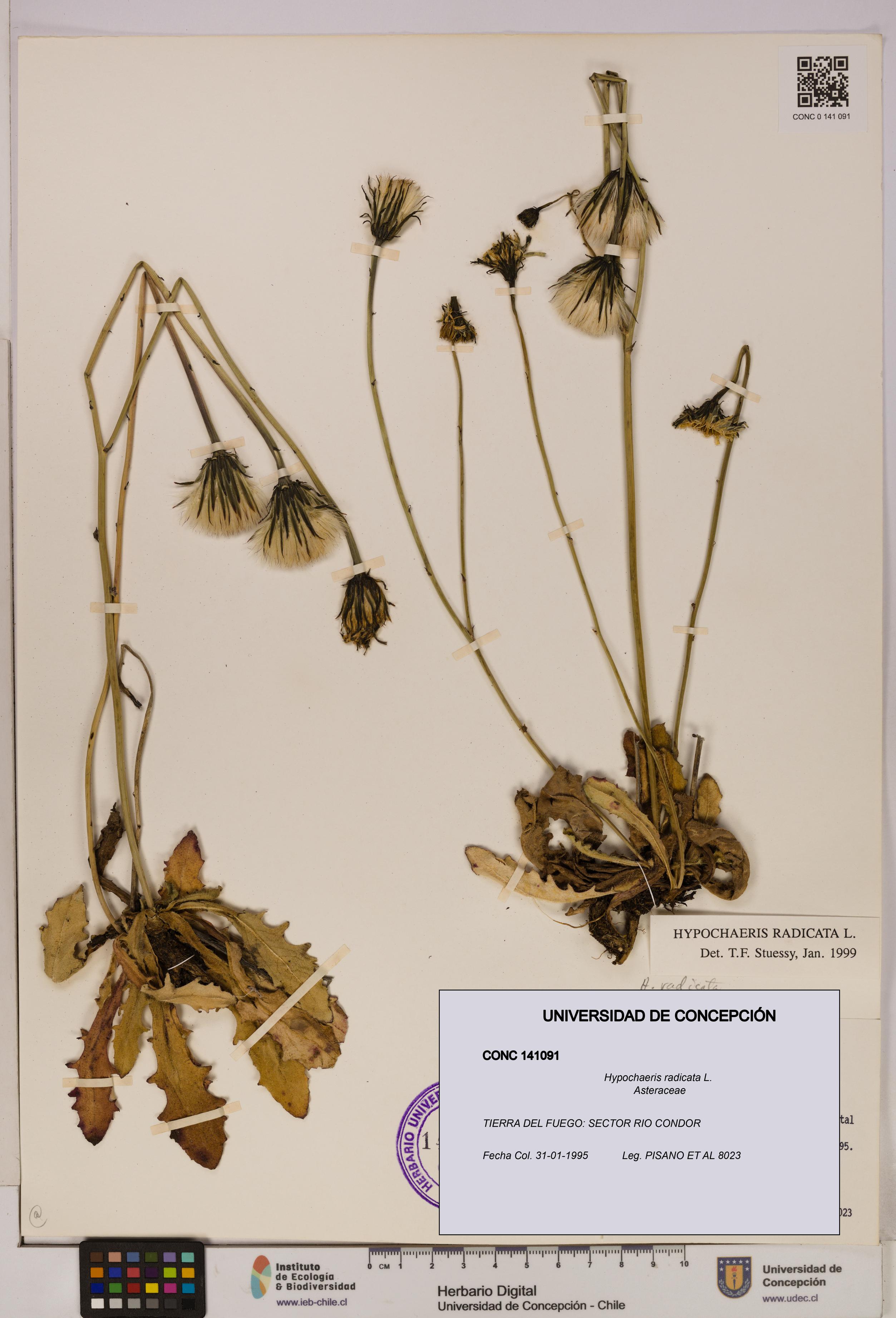 Hypochaeris radicata [Espécimen: UDEC:CONC:0141091]
