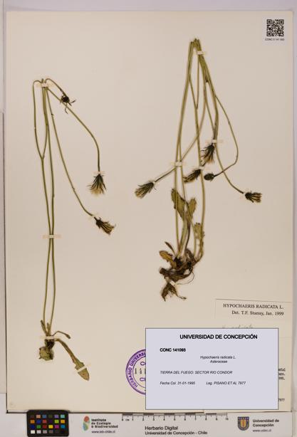 Hypochaeris radicata [Espécimen: UDEC:CONC:0141093]