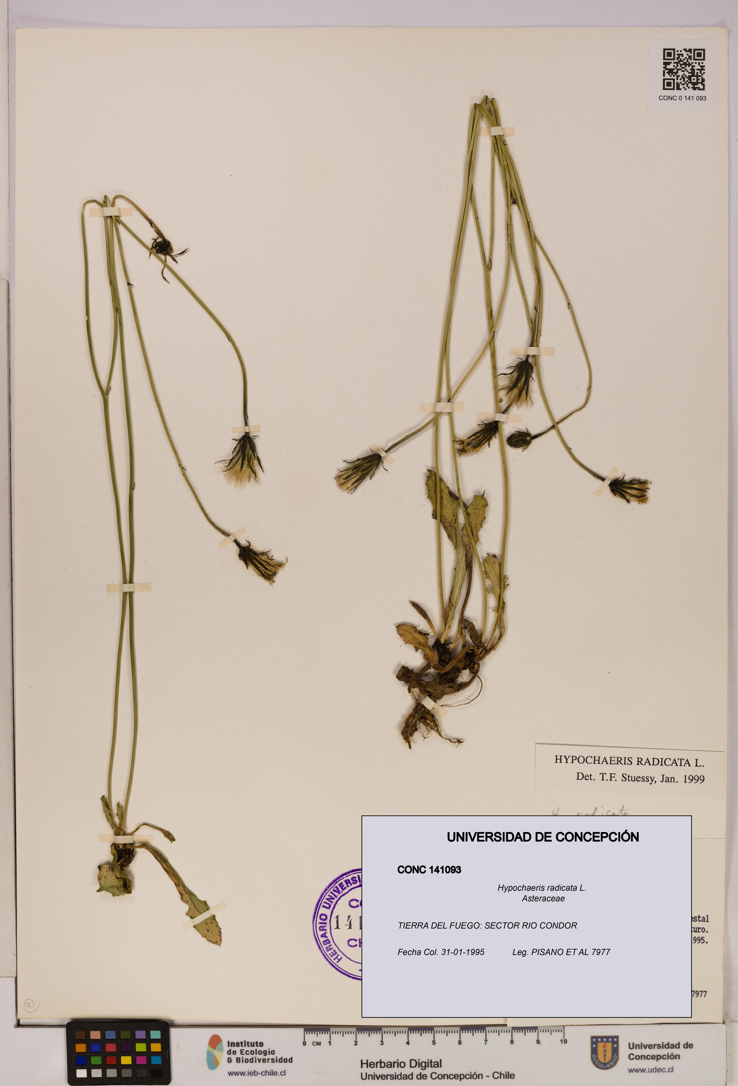 Hypochaeris radicata [Espécimen: UDEC:CONC:0141093]