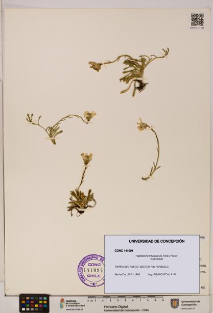 Haplosticha trifurcata [Espécimen: UDEC:CONC:0141094]