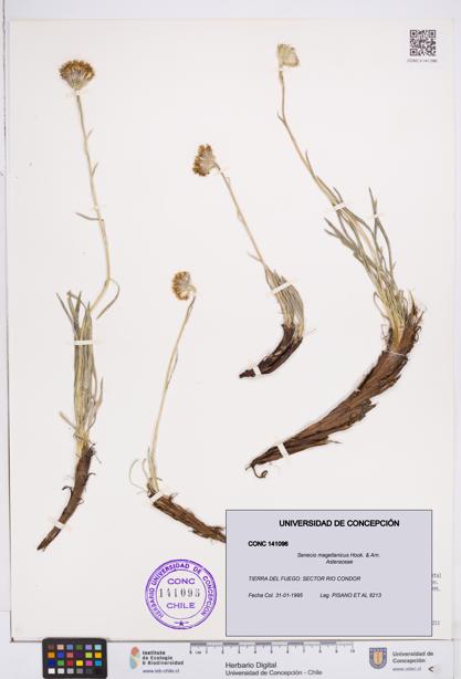 Senecio magellanicus [Espécimen: ]