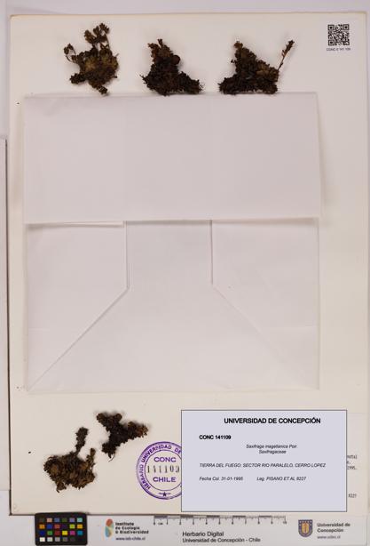 Saxifraga magellanica [Espécimen: UDEC:CONC:0141109]