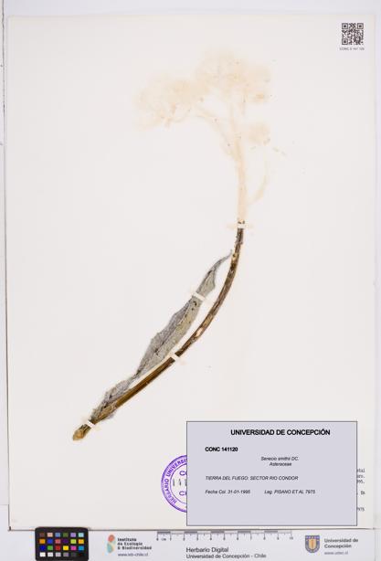 Senecio smithii [Espécimen: ]