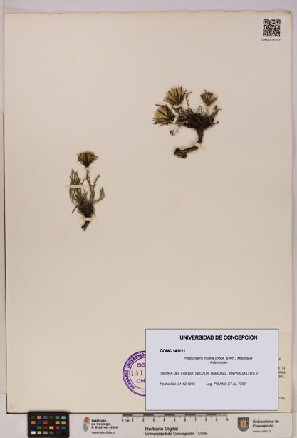 Hypochaeris incana [Espécimen: UDEC:CONC:0141121]