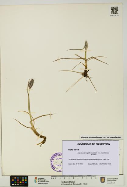 Alopecurus magellanicus var. magellanicus [Espécimen: UDEC:CONC:0141130]
