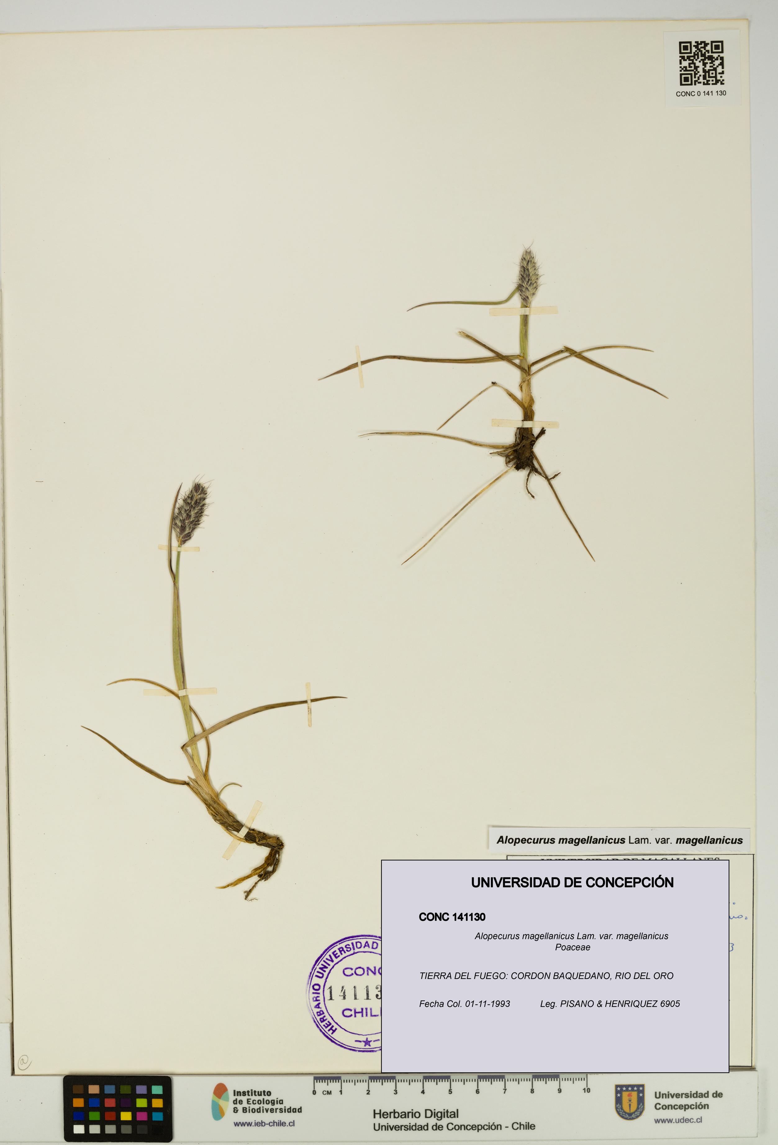 Alopecurus magellanicus var. magellanicus [Espécimen: UDEC:CONC:0141130]