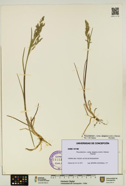 Poa pratensis [Espécimen: UDEC:CONC:0141138]