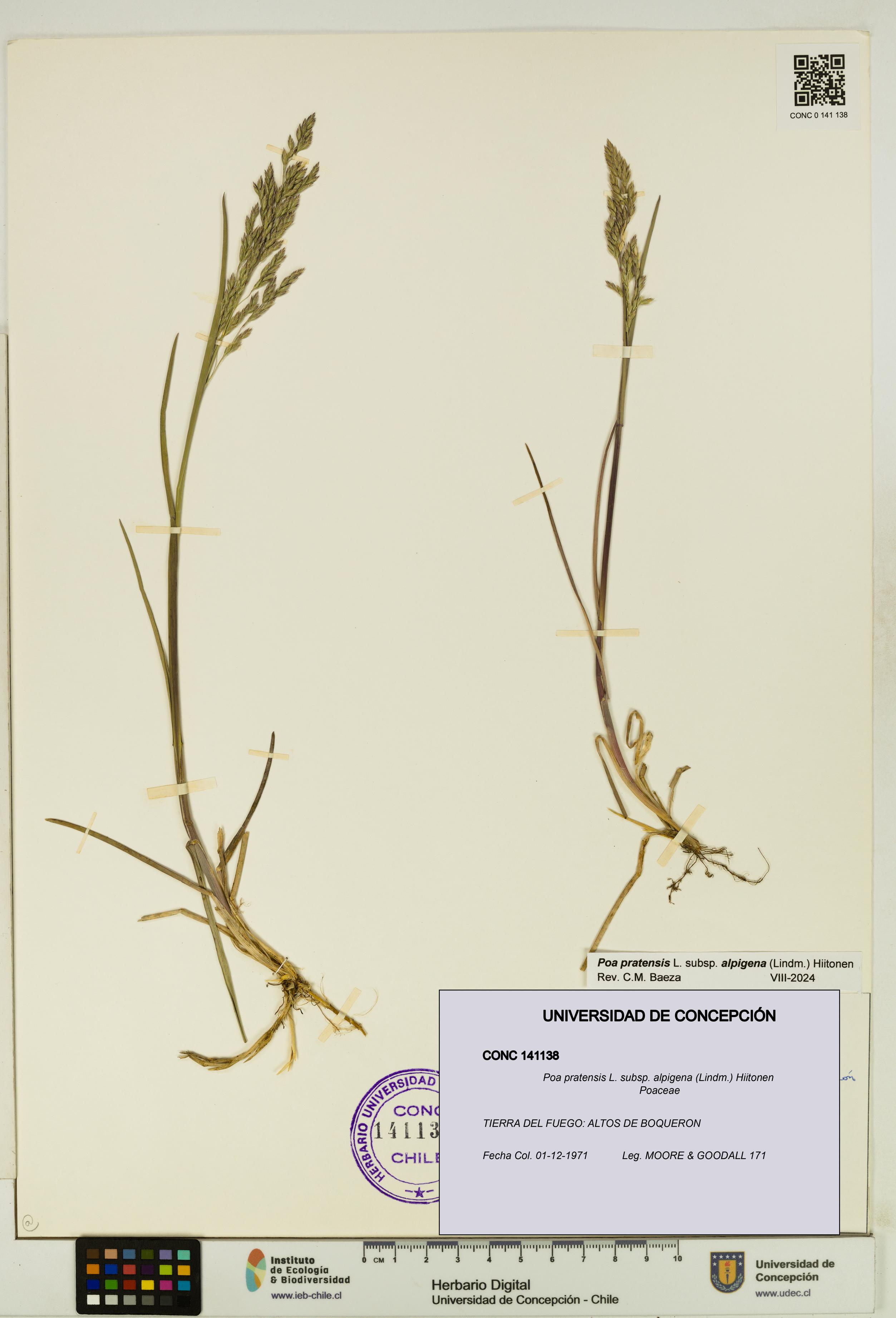 Poa pratensis [Espécimen: UDEC:CONC:0141138]