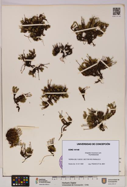 Drapetes muscosus [Espécimen: UDEC:CONC:0141145]