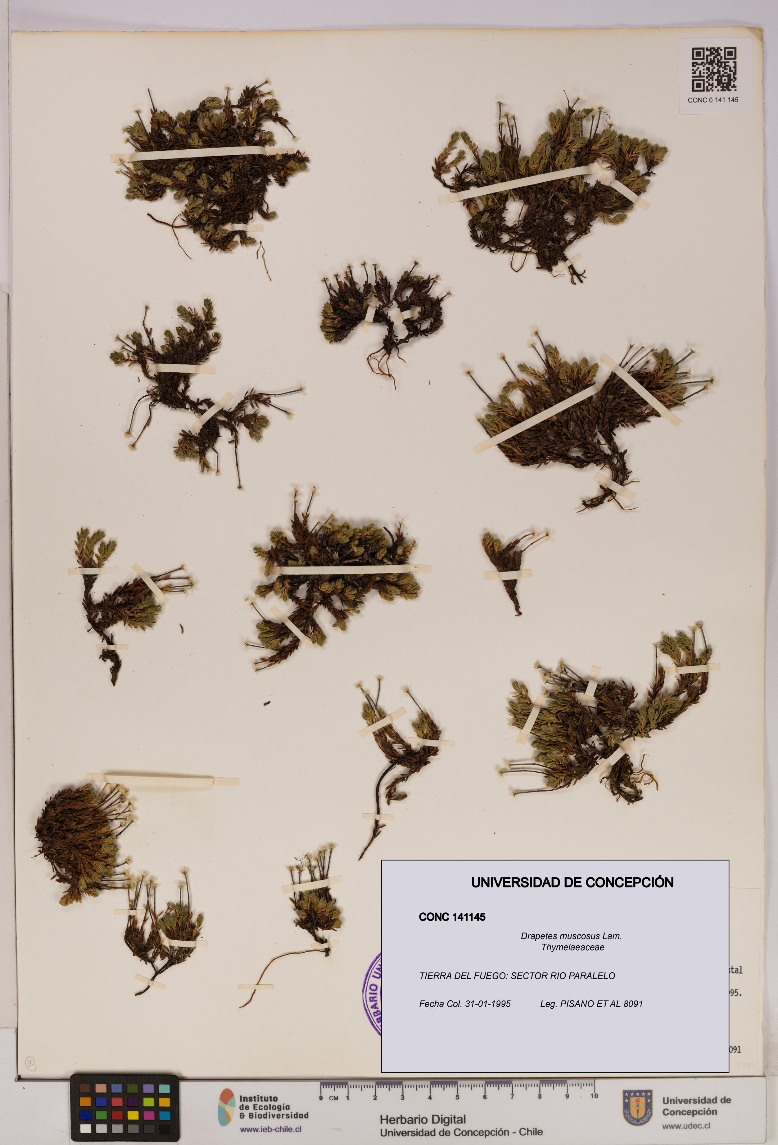 Drapetes muscosus [Espécimen: UDEC:CONC:0141145]