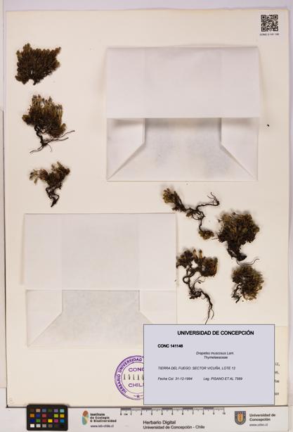 Drapetes muscosus [Espécimen: UDEC:CONC:0141146]