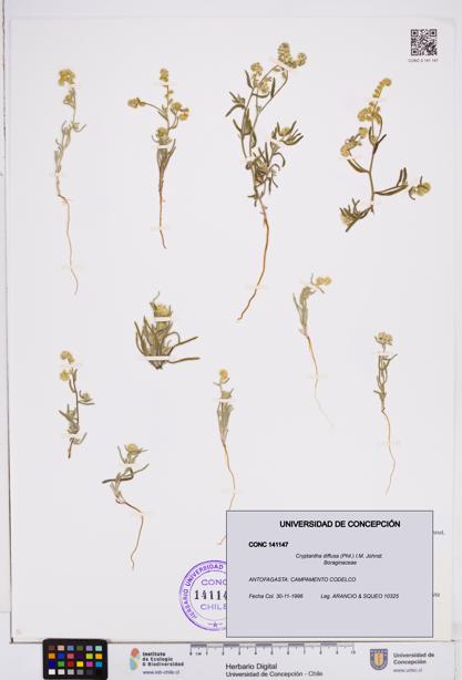 Cryptantha diffusa [Espécimen: ]