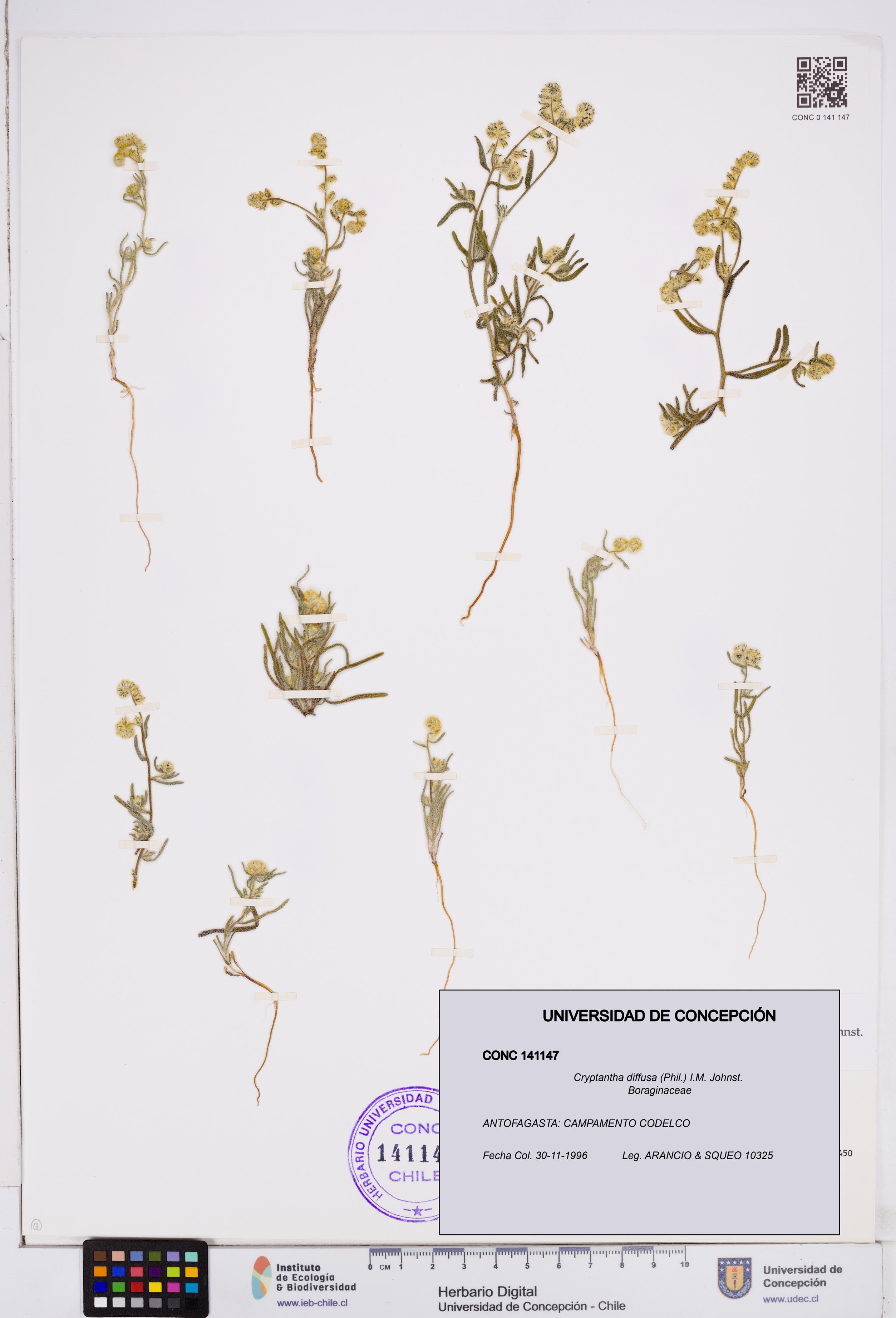 Cryptantha diffusa [Espécimen: ]