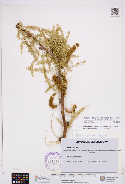 Neltuma alba var. atacamensis [Espécimen: ]