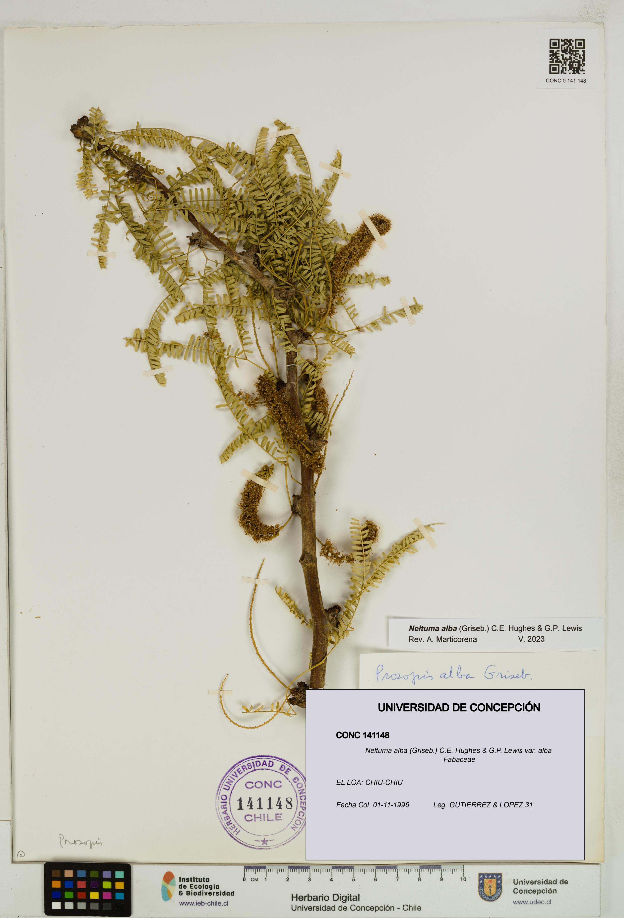 Neltuma alba var. alba [Espécimen: UDEC:CONC:0141148]