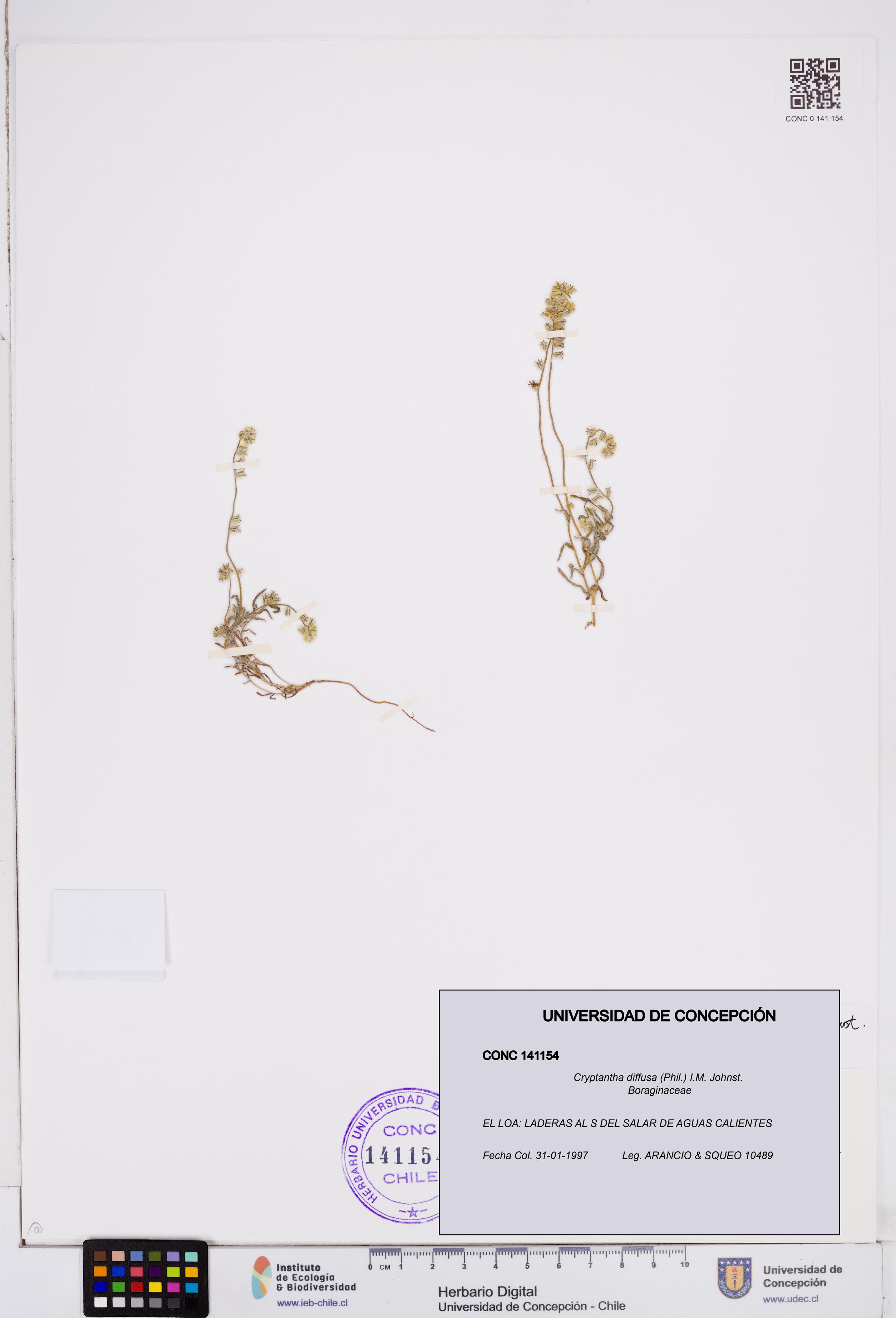 Cryptantha diffusa [Espécimen: ]