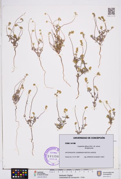 Cryptantha diffusa [Espécimen: ]