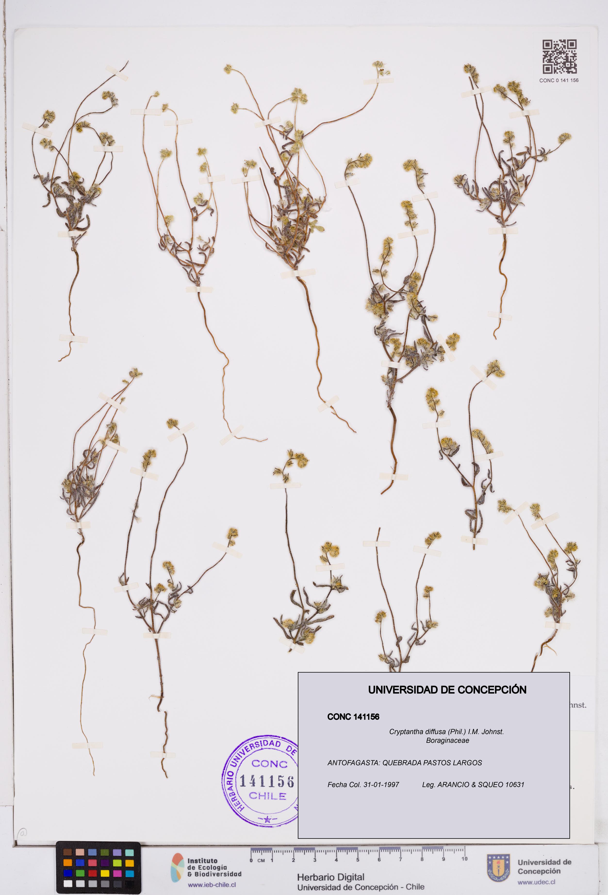 Cryptantha diffusa [Espécimen: ]