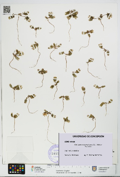 Chaetanthera euphrasioides [Espécimen: UDEC:CONC:0141159]