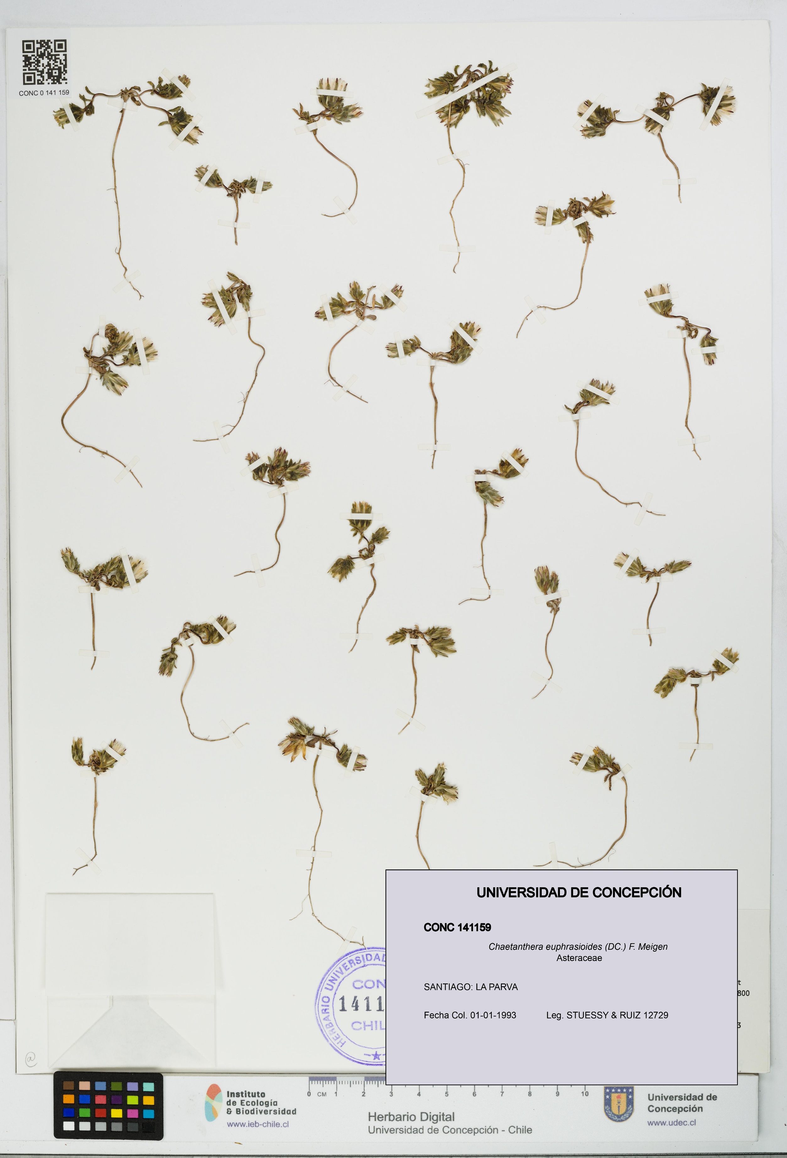 Chaetanthera euphrasioides [Espécimen: UDEC:CONC:0141159]