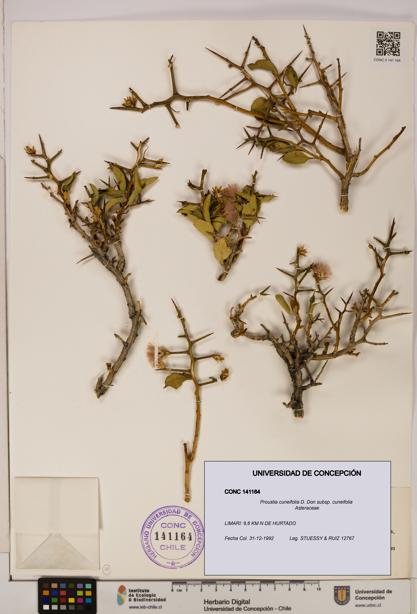 Proustia cuneifolia subsp. cuneifolia [Espécimen: UDEC:CONC:0141164]
