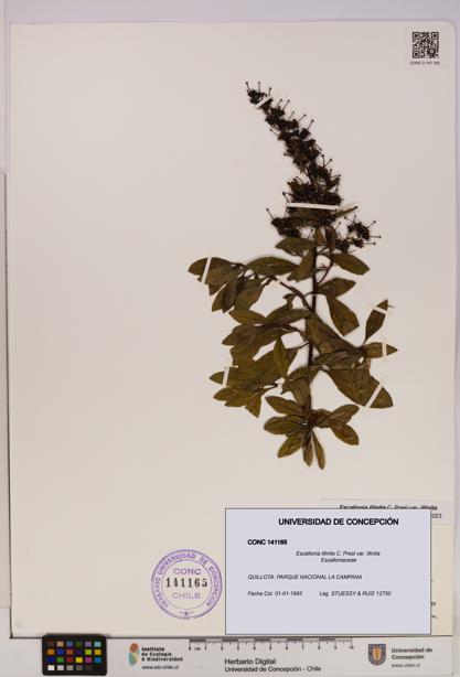 Escallonia illinita [Espécimen: UDEC:CONC:0141165]
