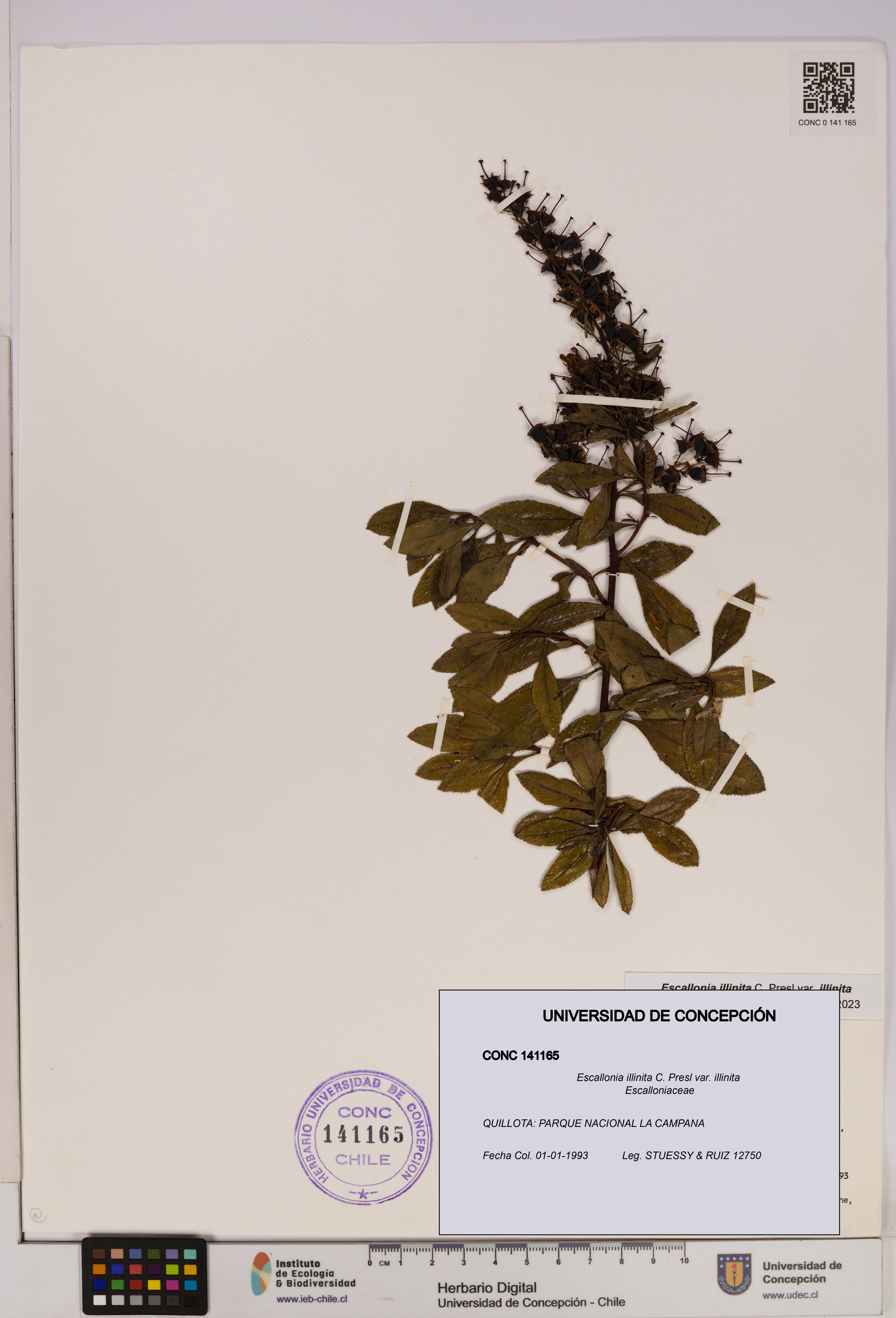 Escallonia illinita [Espécimen: UDEC:CONC:0141165]