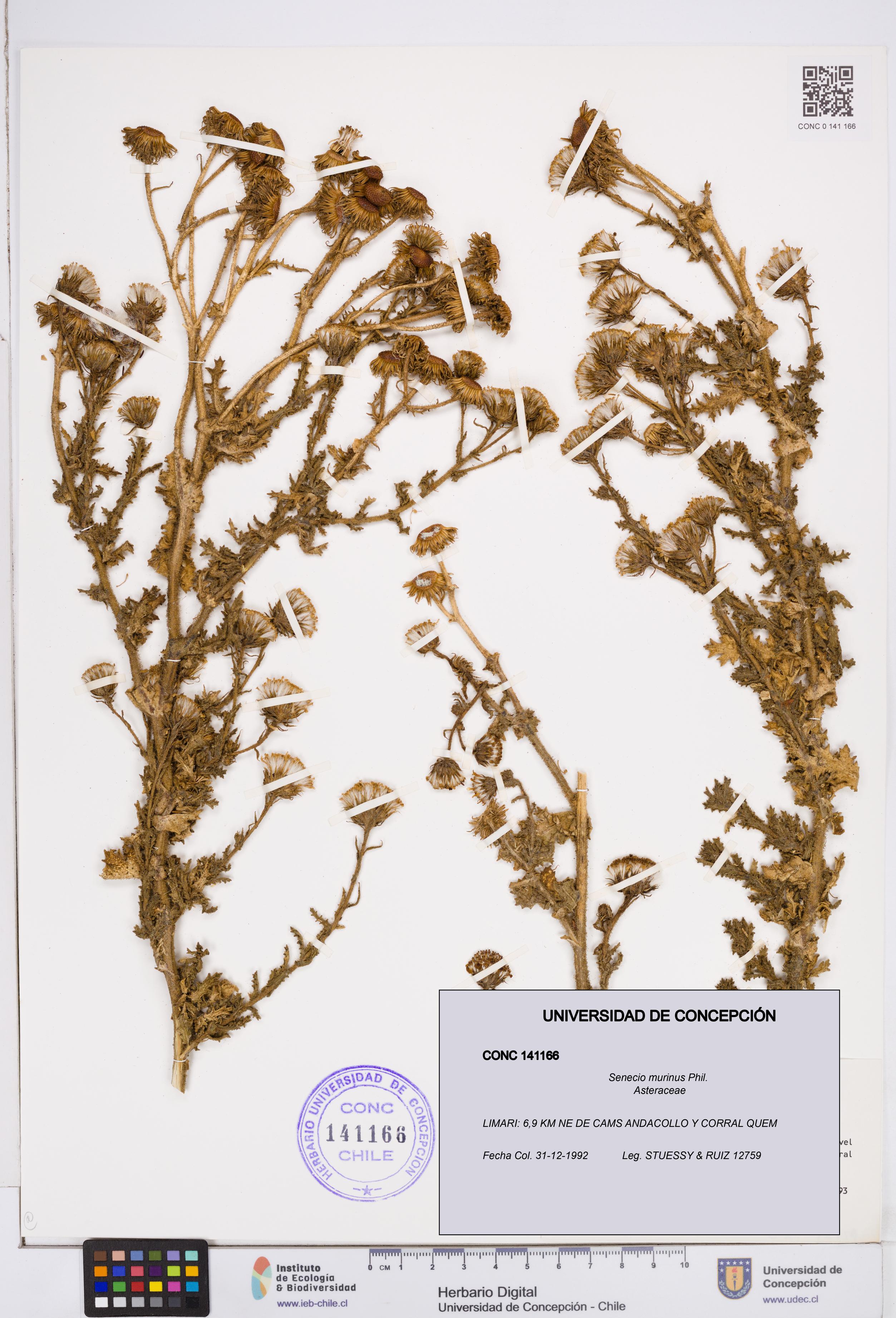 Senecio murinus [Espécimen: ]