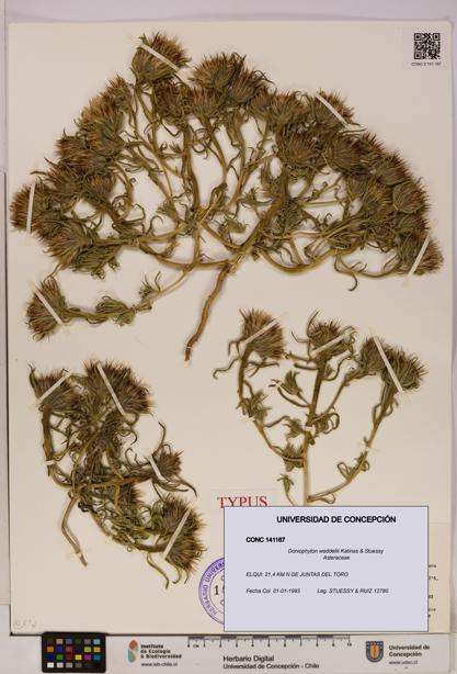 Doniophyton weddellii [Espécimen: UDEC:CONC:0141167]