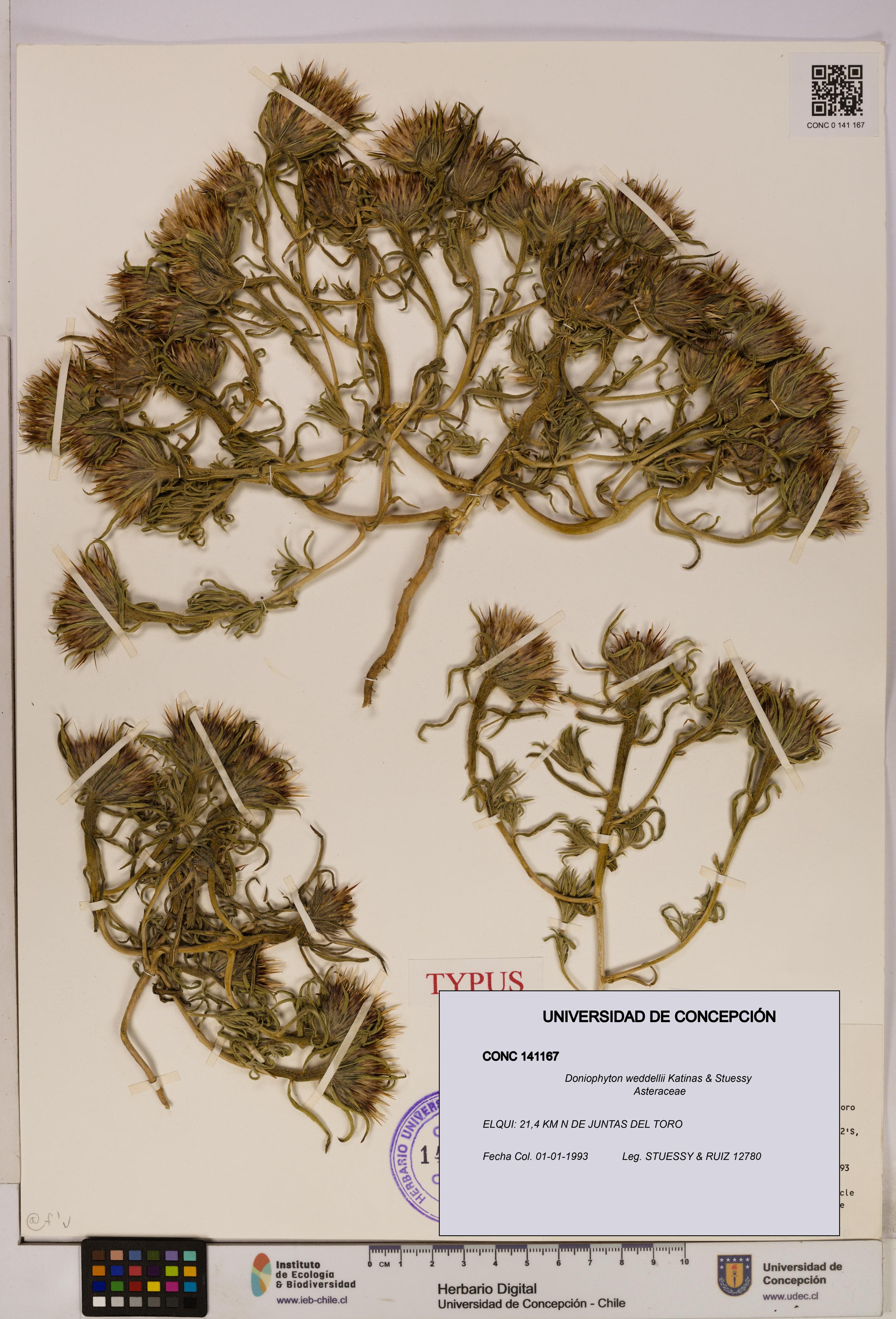 Doniophyton weddellii [Espécimen: UDEC:CONC:0141167]